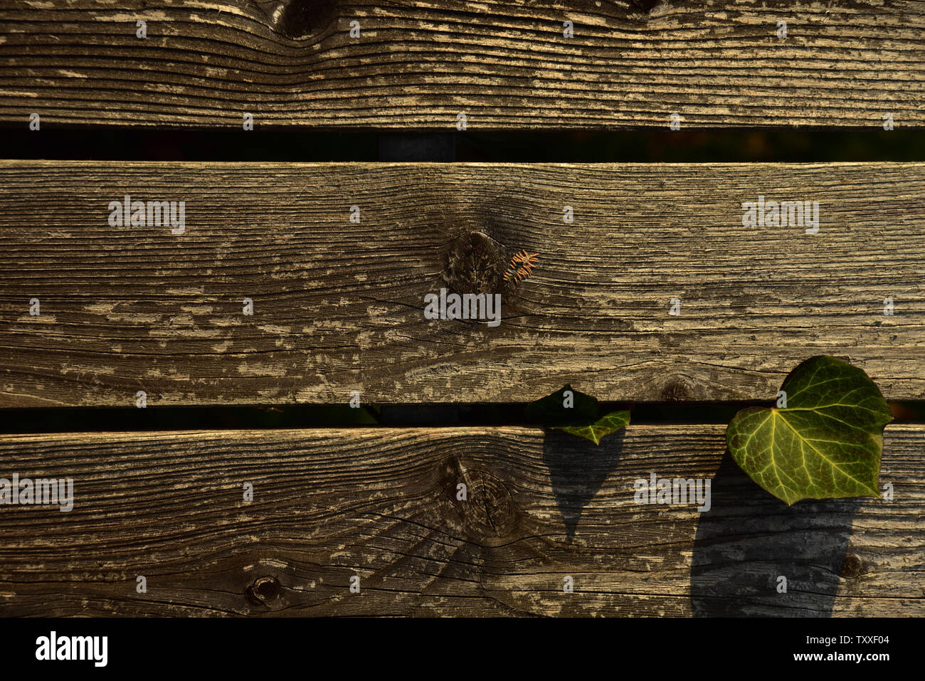 Background of wooden slats of a brown wooden fence with ivy leaves growing out of it Stock Photo