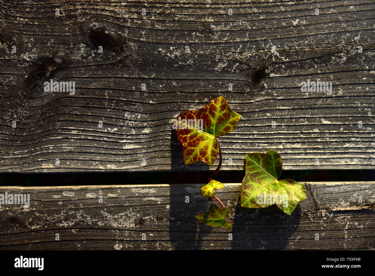 Background of wooden slats of a brown wooden fence with ivy leaves growing out of it Stock Photo
