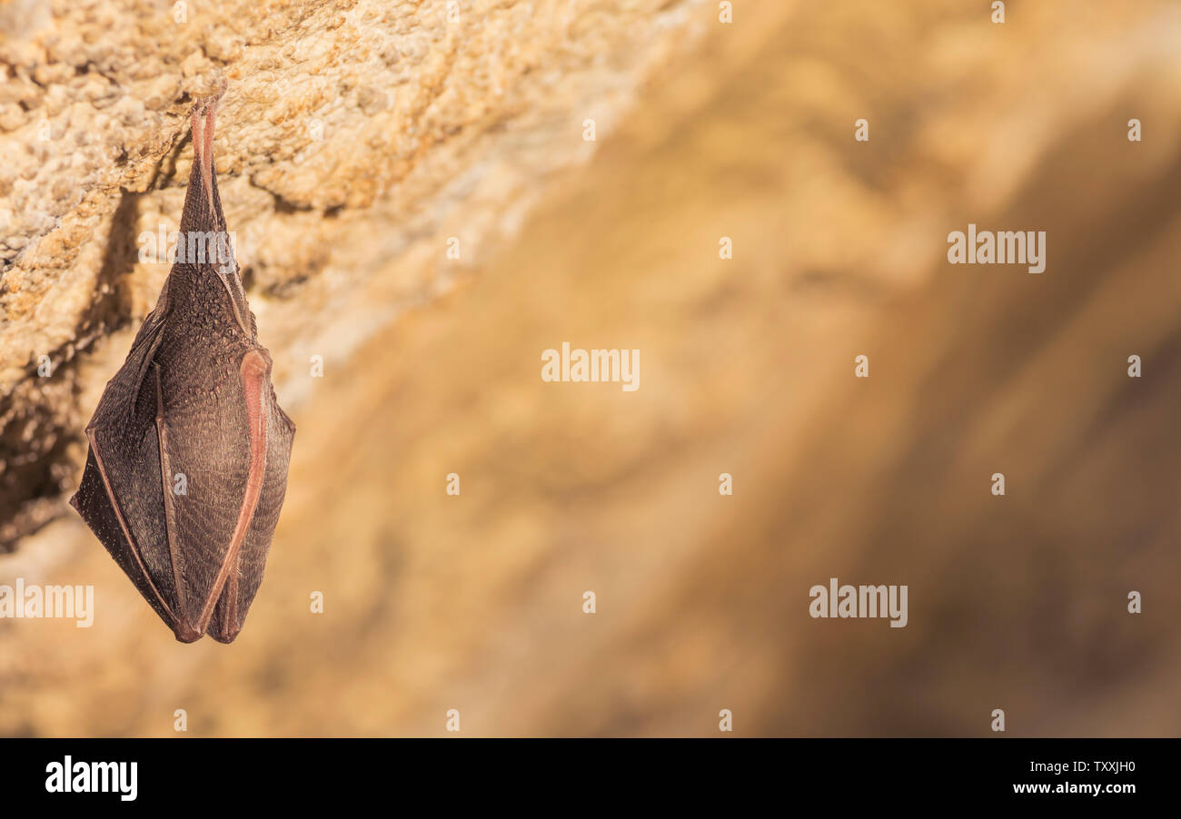 Close up small sleeping horseshoe bat covered by wings, hanging upside down on top of cold natural rock cave while hibernating. Creative wildlife Stock Photo