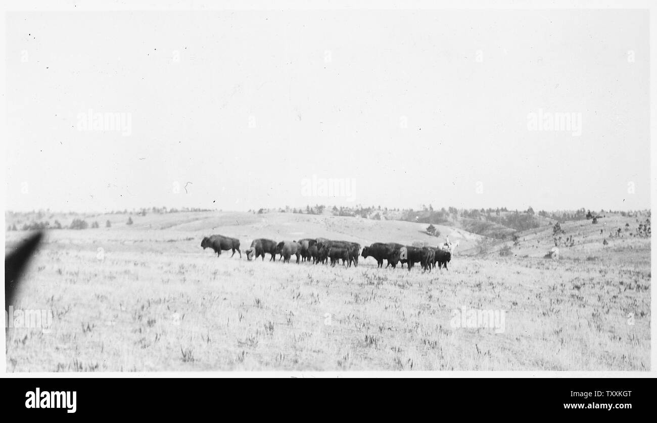Buffalo herd on the range; Scope and content: Adult and calves, on the ...