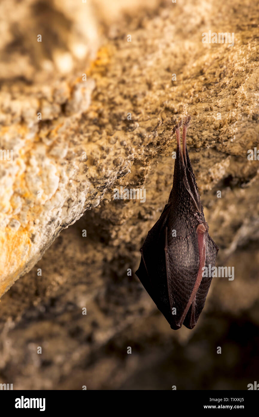 Close up small sleeping horseshoe bat covered by wings, hanging upside ...