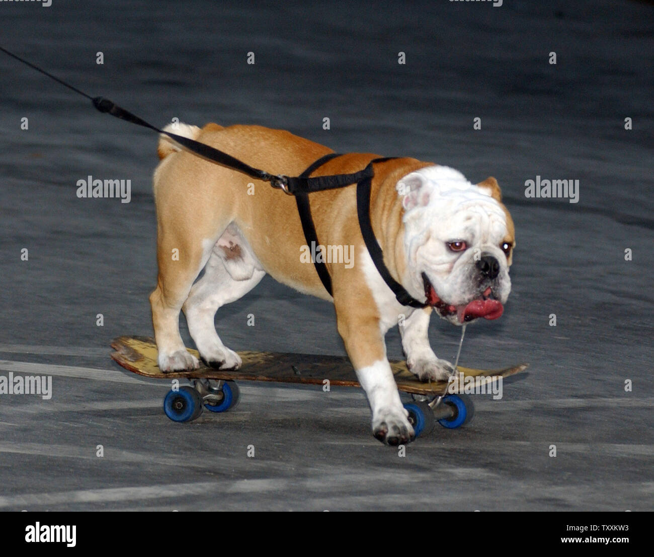 Dogtown And Z Boys High Resolution Stock Photography And Images Alamy Dogtown And Z Boys High Resolution Stock Photography And Images Alamy