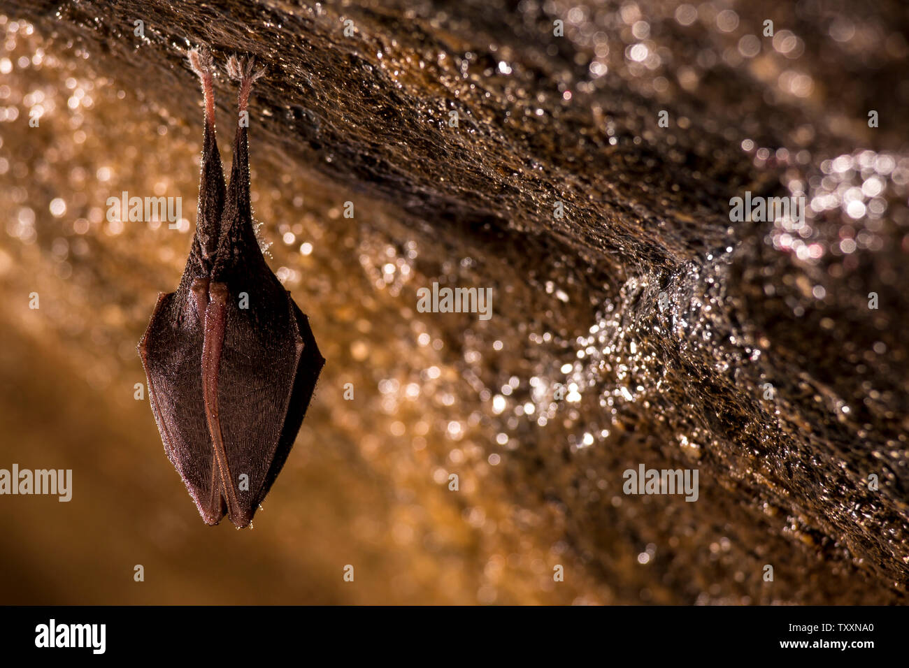 Close up small sleeping horseshoe bat covered by wings, hanging upside down on top of cold natural rock cave while hibernating. Creative wildlife Stock Photo