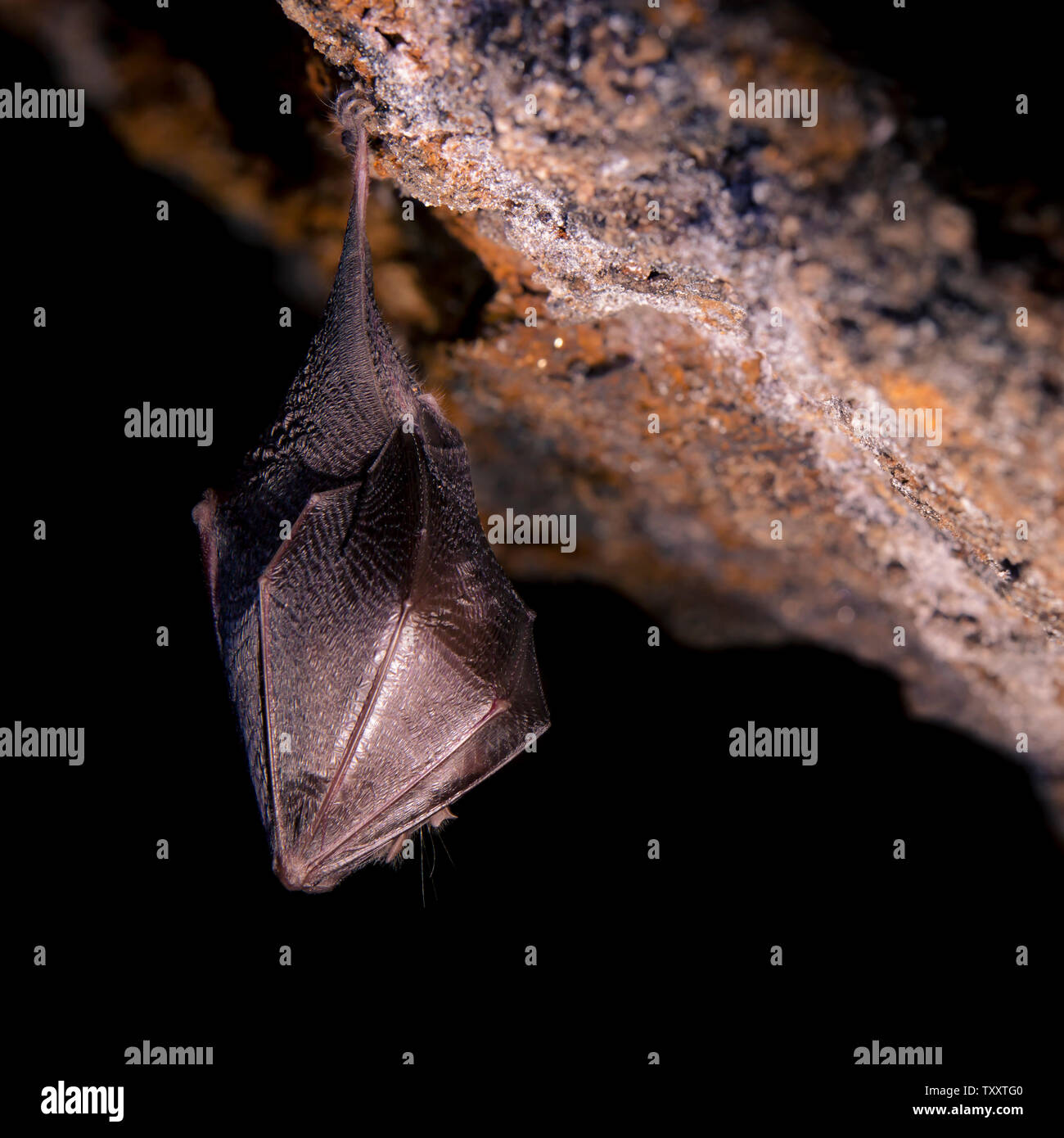 Close up small sleeping horseshoe bat covered by wings, hanging upside ...