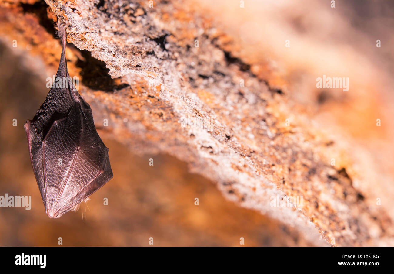 Close up small sleeping horseshoe bat covered by wings, hanging upside down on top of cold natural rock cave while hibernating. Creative wildlife Stock Photo