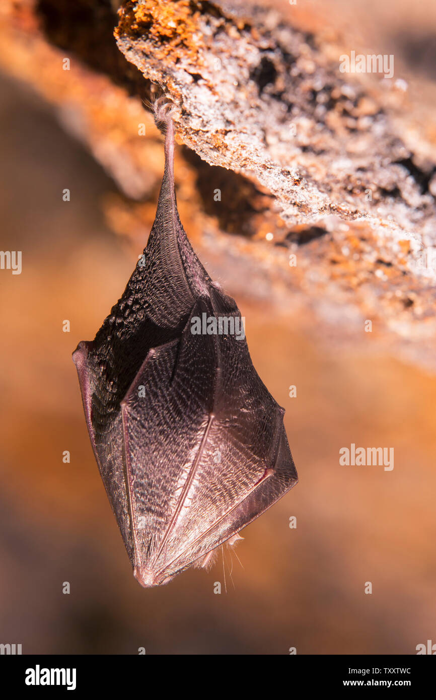 Close up small sleeping horseshoe bat covered by wings, hanging upside down on top of cold natural rock cave while hibernating. Creative wildlife Stock Photo