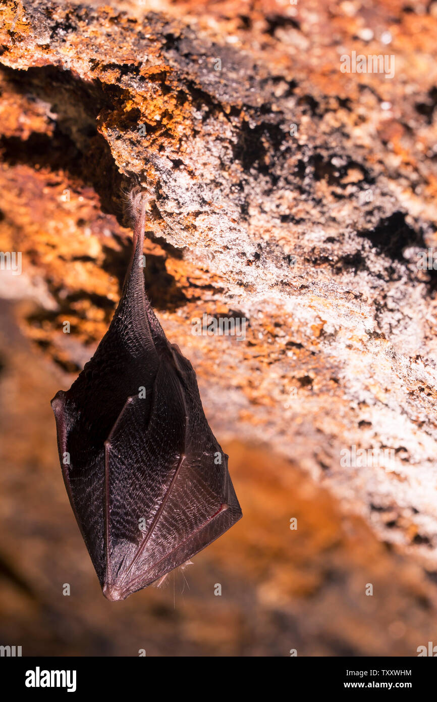 Close up small sleeping horseshoe bat covered by wings, hanging upside ...