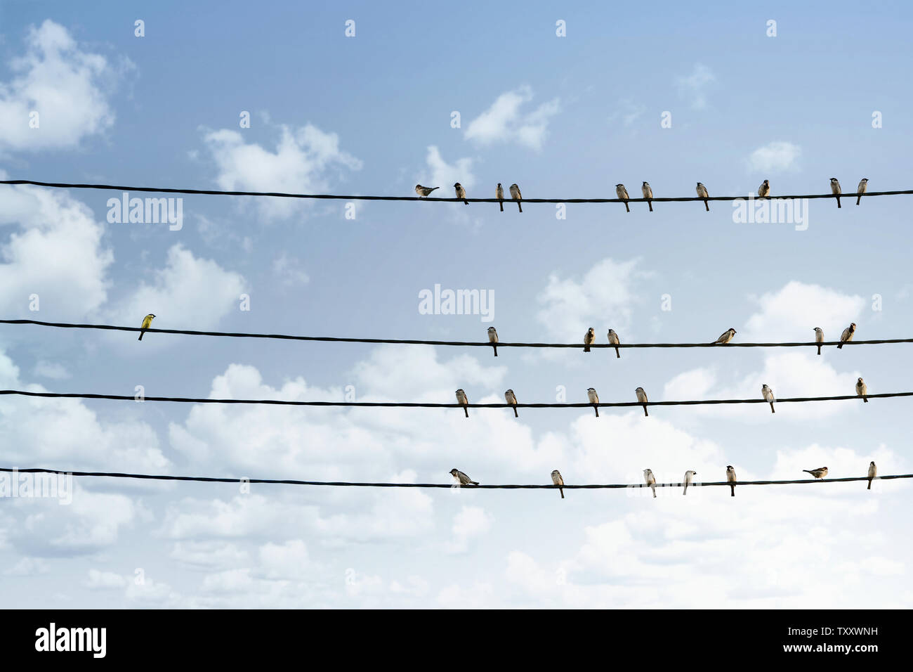 Individuality concept, one bird standing out from the crowd of other birds on the power line Stock Photo