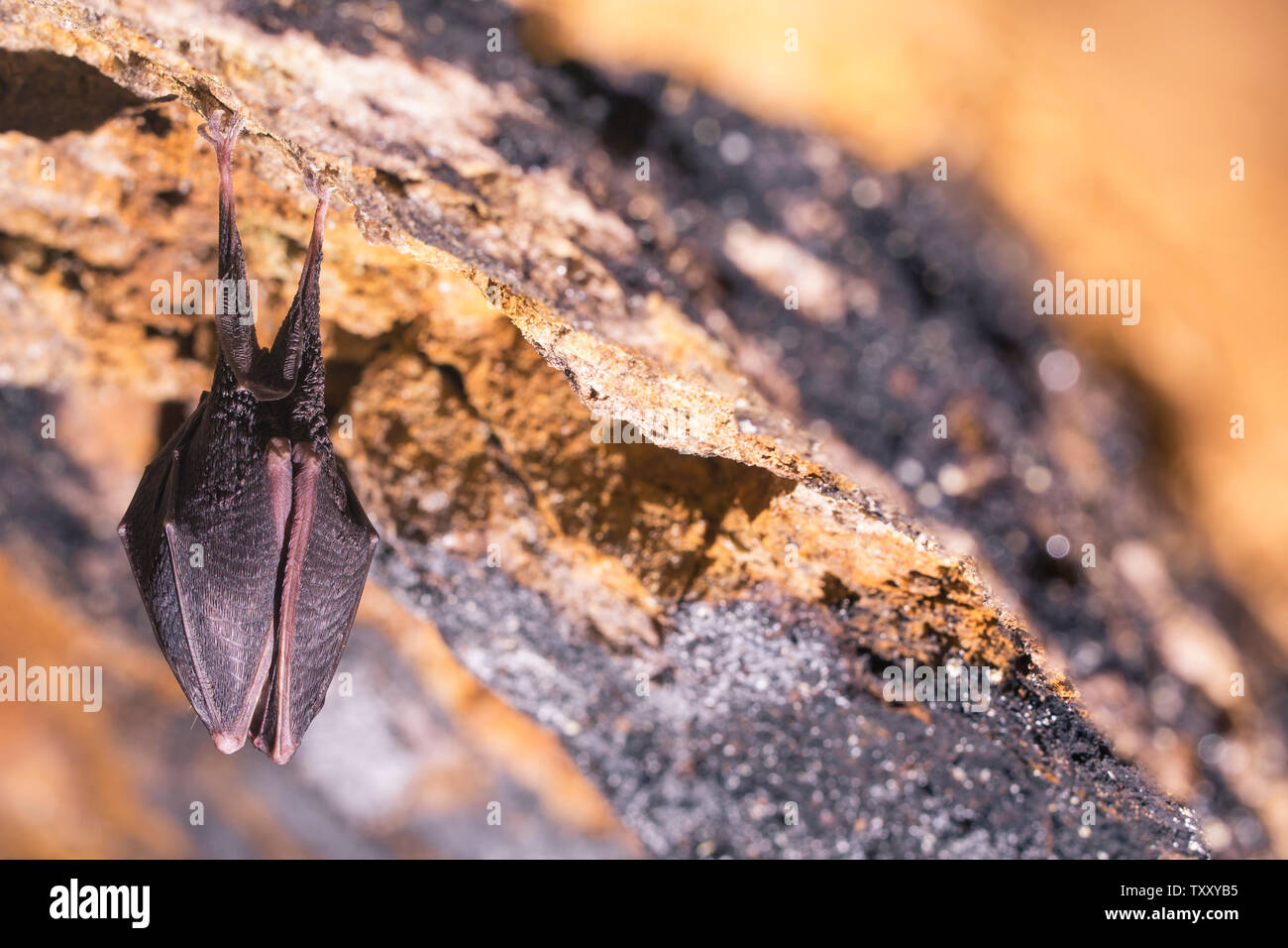 Close up small sleeping horseshoe bat covered by wings, hanging upside down on top of cold natural rock cave while hibernating. Creative wildlife Stock Photo