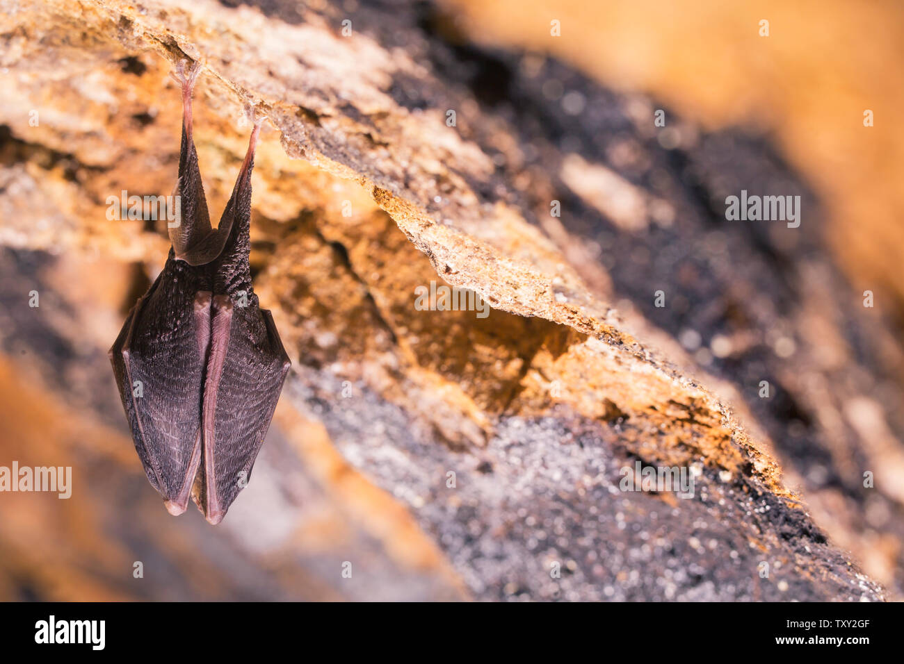 Close up small sleeping horseshoe bat covered by wings, hanging upside down on top of cold natural rock cave while hibernating. Creative wildlife Stock Photo