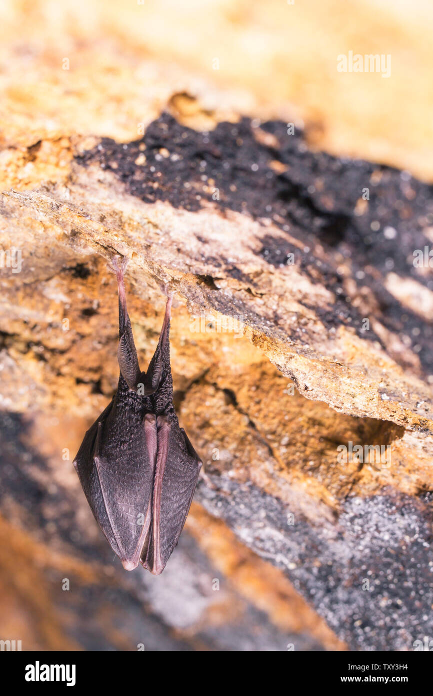 Close up small sleeping horseshoe bat covered by wings, hanging upside ...