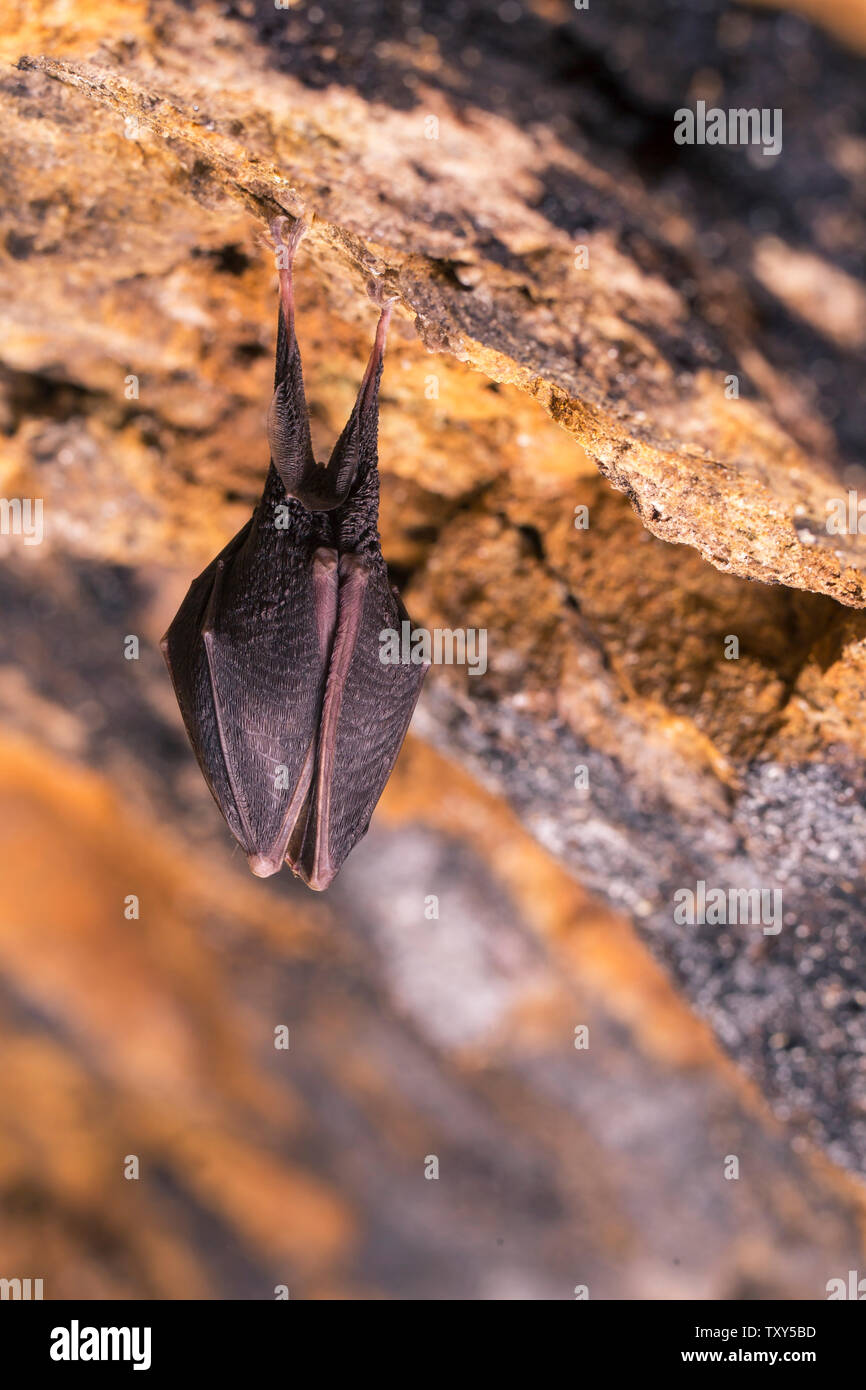 Close up small sleeping horseshoe bat covered by wings, hanging upside down on top of cold natural rock cave while hibernating. Creative wildlife Stock Photo
