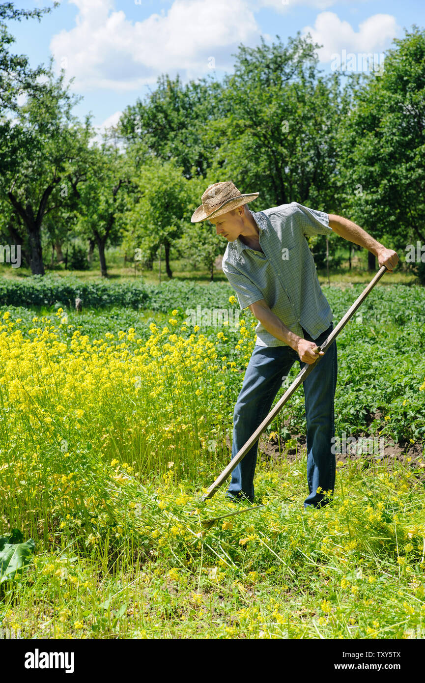 A man is mowing a mustard grass with spit Stock Photo Alamy