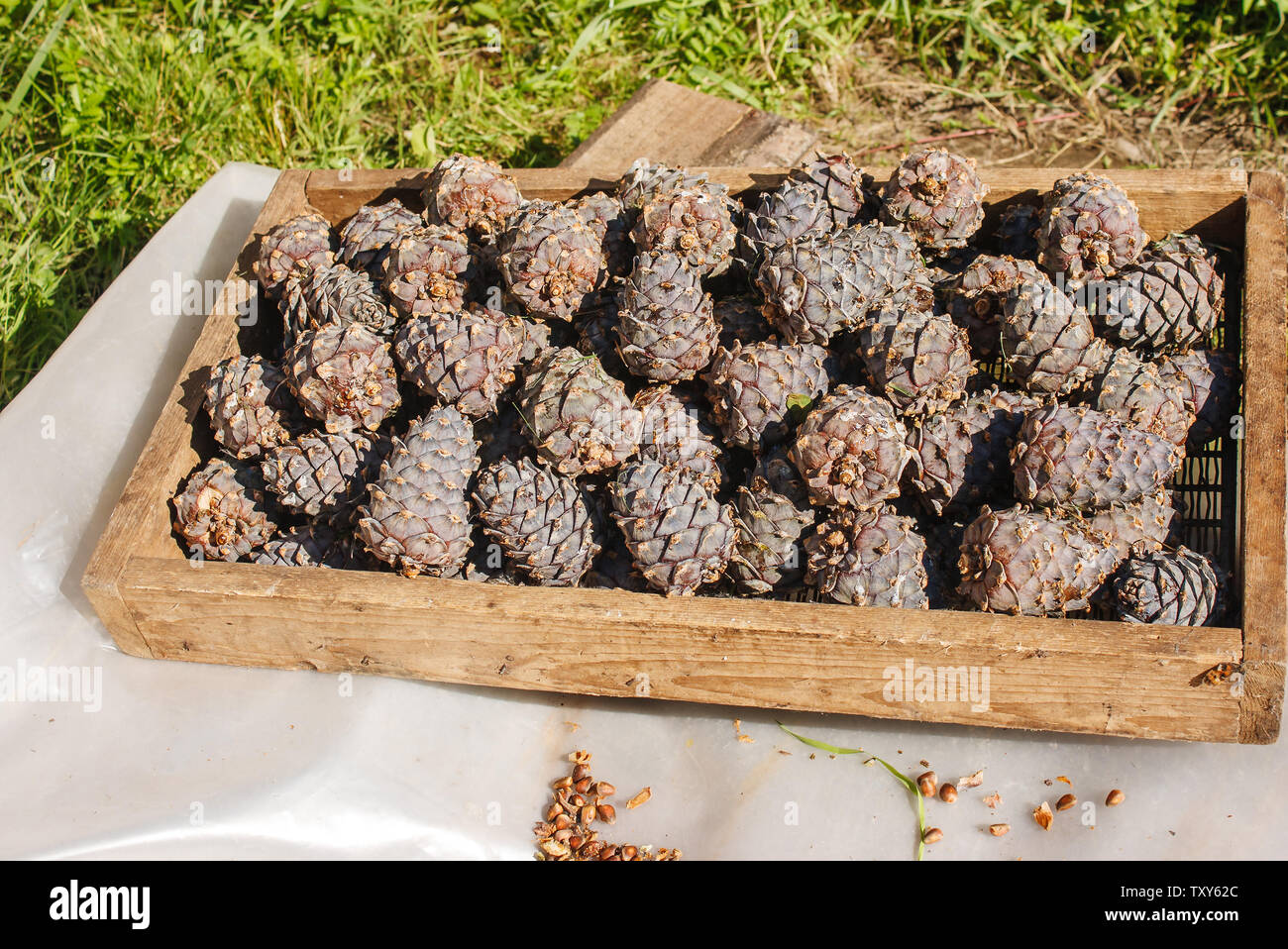 cedar cones in a box prepared for processing outdoor with sunlight Stock Photo