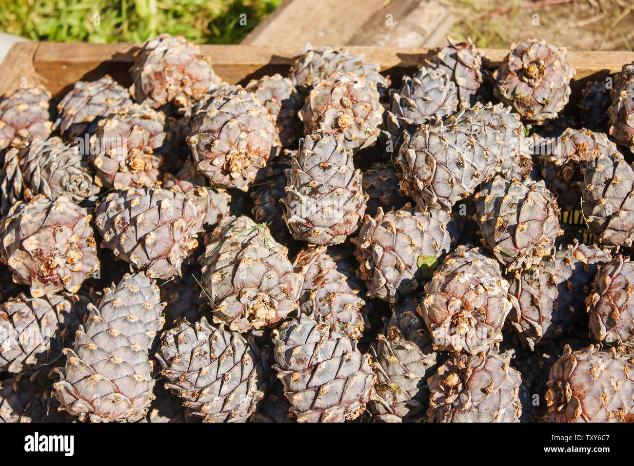 cedar cones in a box prepared for processing outdoor with sunlight closeup Stock Photo