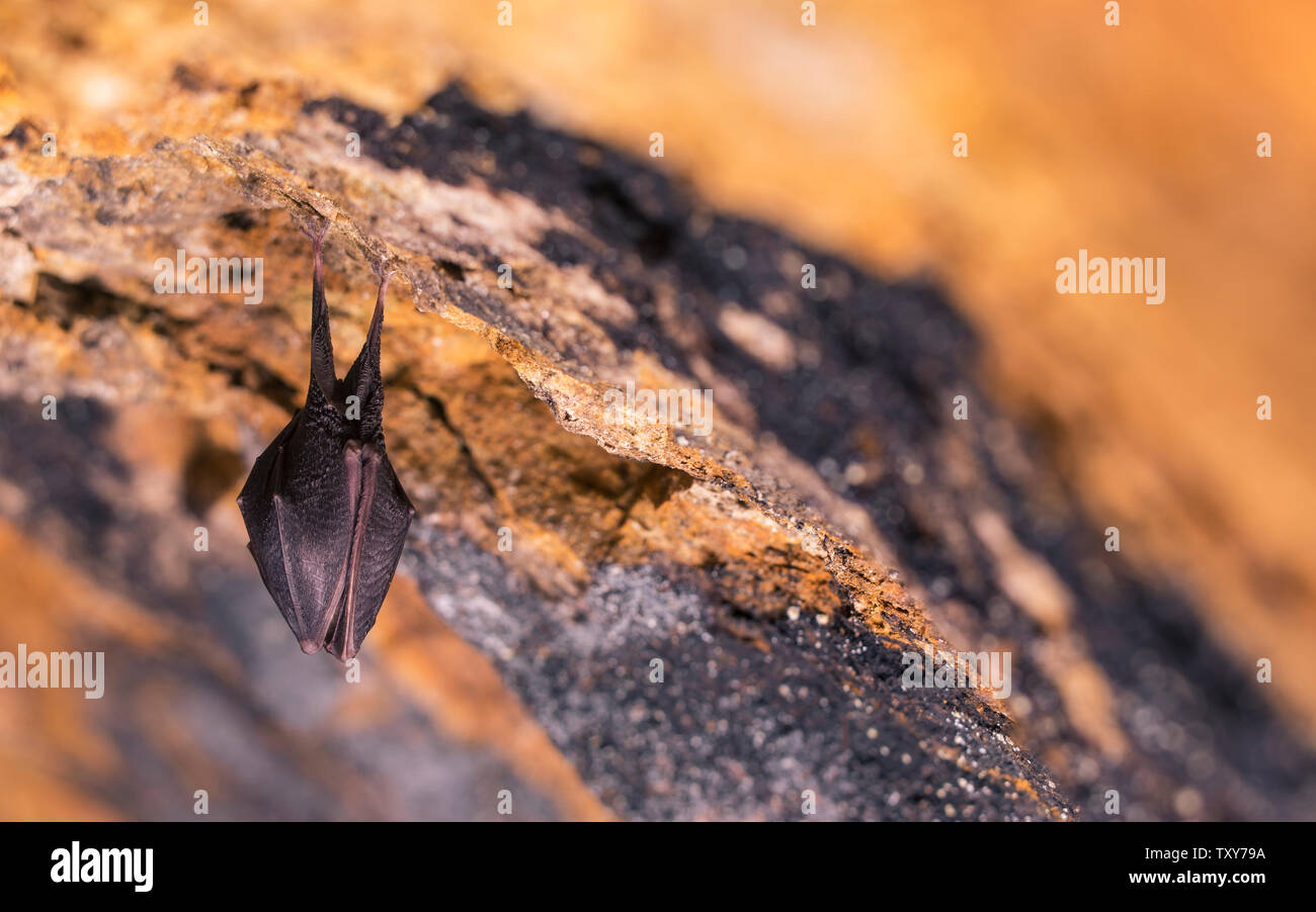 Close up small sleeping horseshoe bat covered by wings, hanging upside down on top of cold natural rock cave while hibernating. Creative wildlife Stock Photo