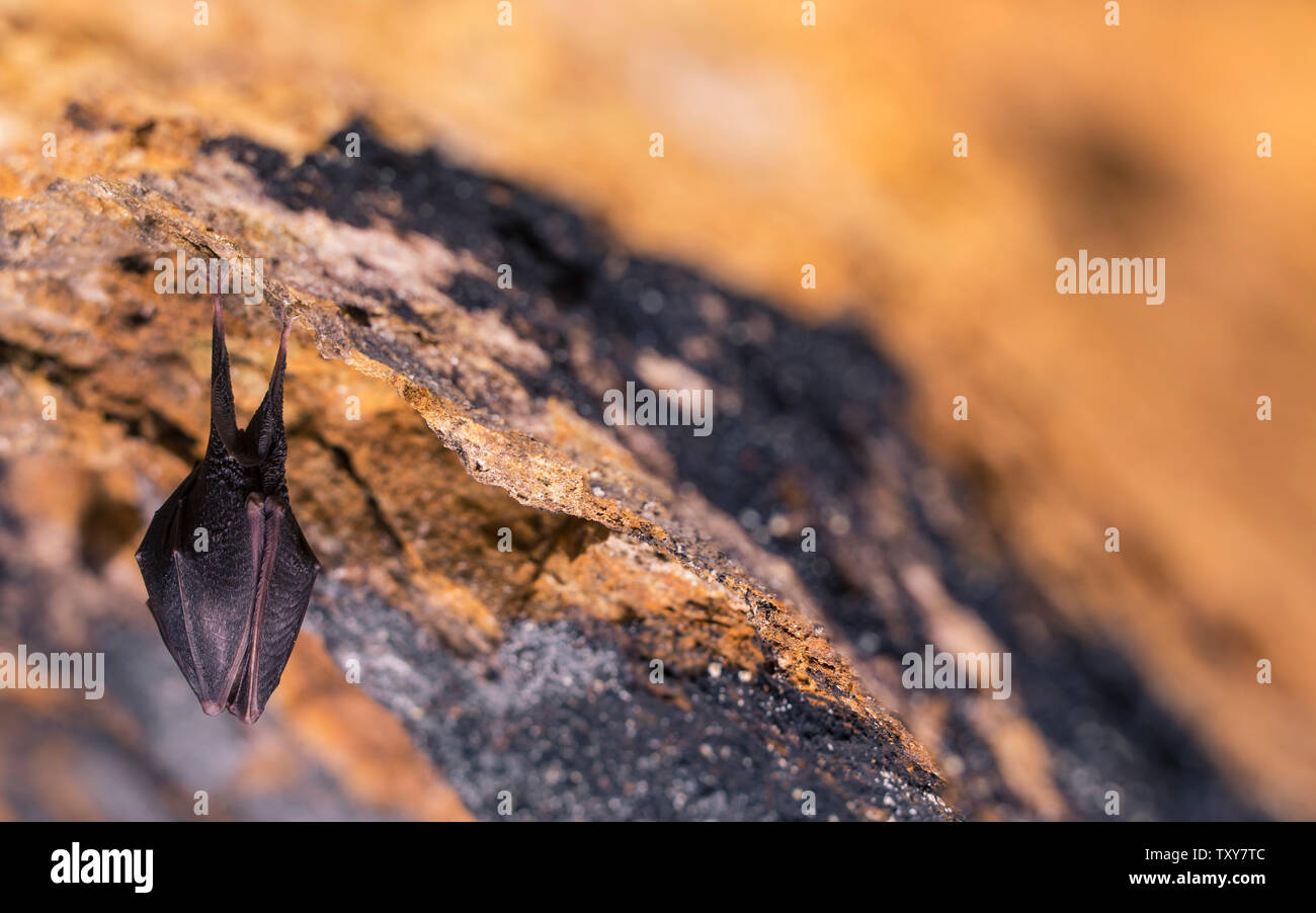 Close up small sleeping horseshoe bat covered by wings, hanging upside down on top of cold natural rock cave while hibernating. Creative wildlife Stock Photo