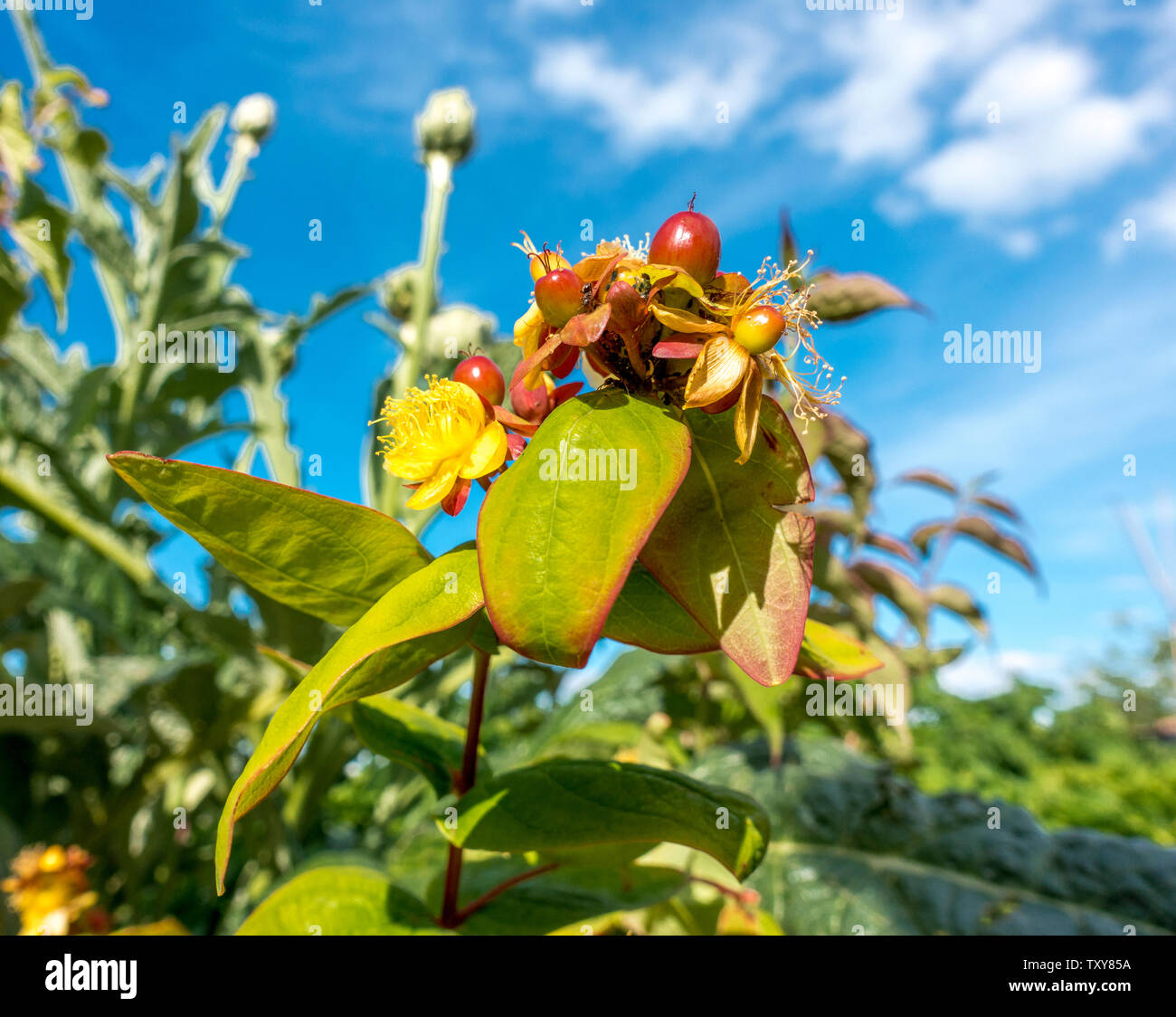 St Johns Wort plant and flowers with early berries forming Stock Photo