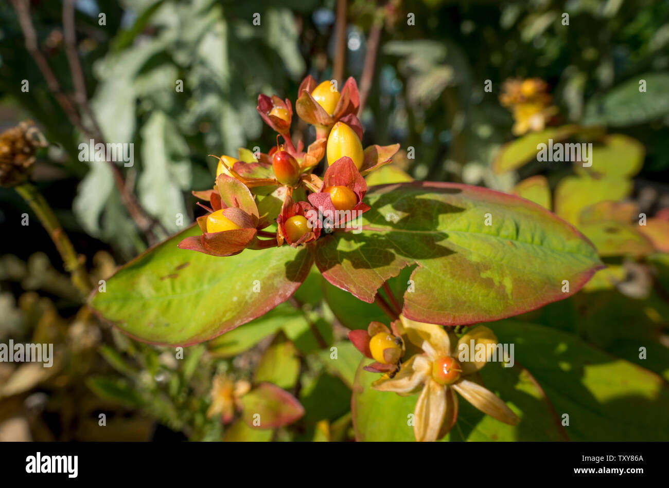 St Johns Wort plant and flowers with early berries forming Stock Photo