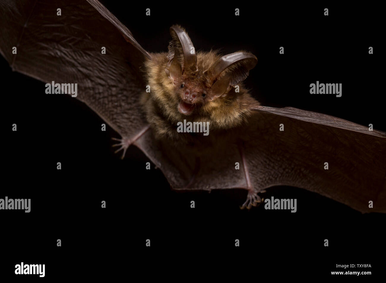 Close up flying small Brown longeared bat Plecotus auritus hunting
