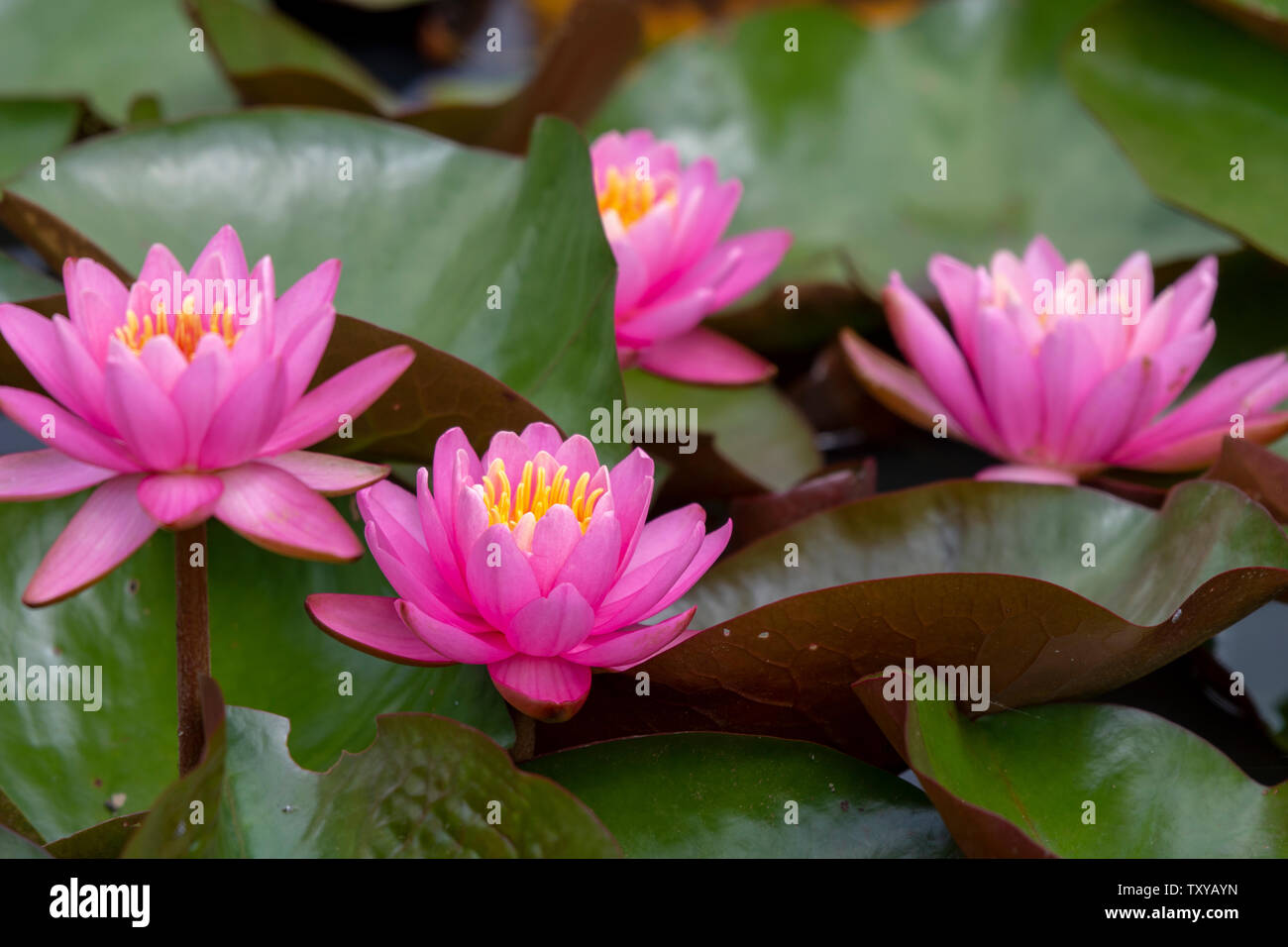 Cluster of pink water liliesat Kenilworth Aquatic Gardens in Washington