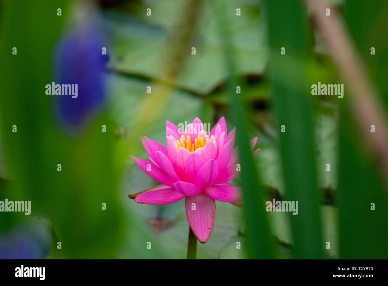 Water lilies love the month of June at Kenilworth Aquatic Gardens in Washington, DC Stock Photo