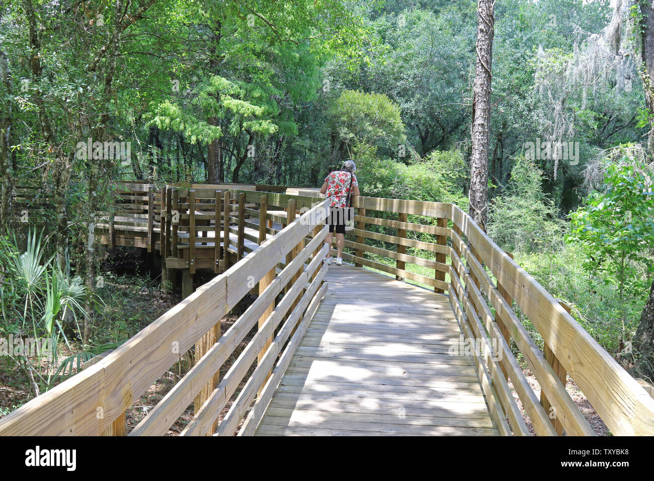 Exploring board walk at Lettuce Lake Regional Park, Tampa, Florida