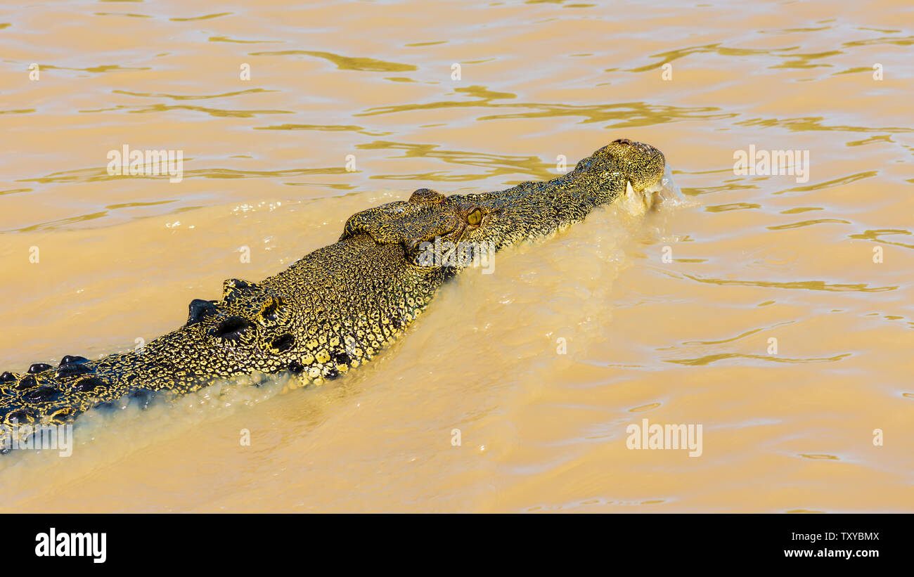 Feeding a Salt Water Crocodile in the Adelaide River - Northern Territory - Australia Stock Photo