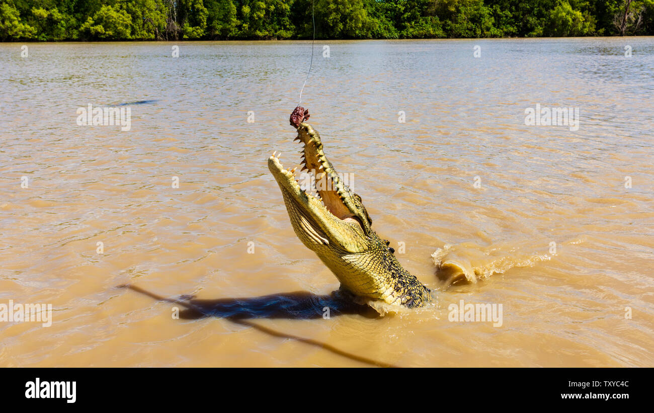 Feeding a Salt Water Crocodile in the Adelaide River - Northern Territory - Australia Stock Photo