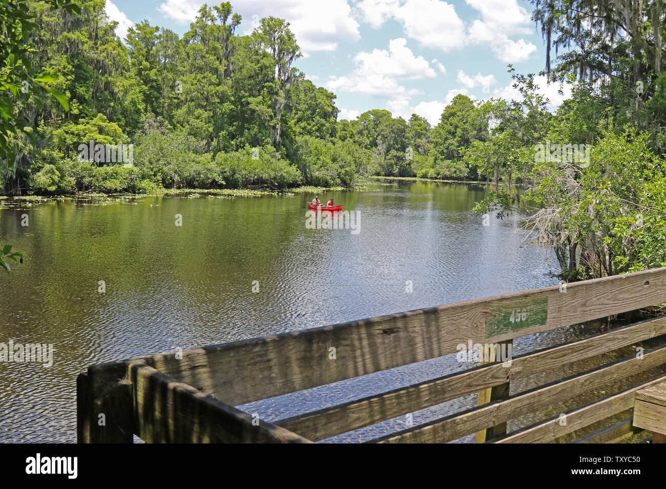 View across the lake at Lettuce Lake Regional Park, Tampa, Florida