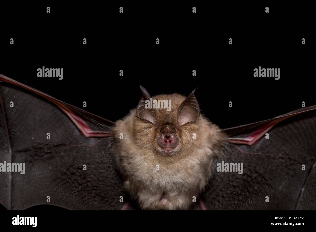 Close up flying small lesser horseshoe bat (Rhinolophus hipposideros