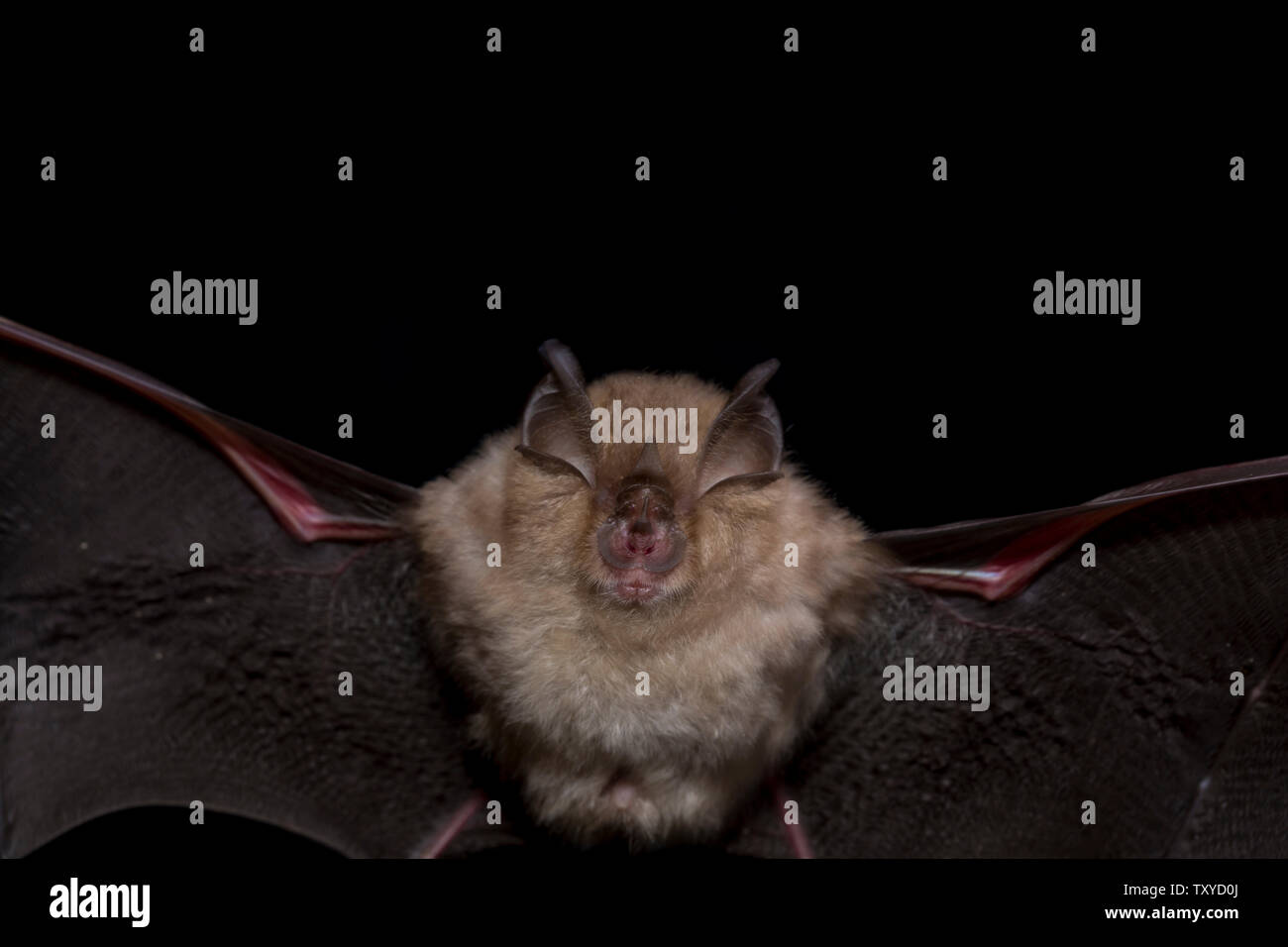 Close up flying small lesser horseshoe bat (Rhinolophus hipposideros