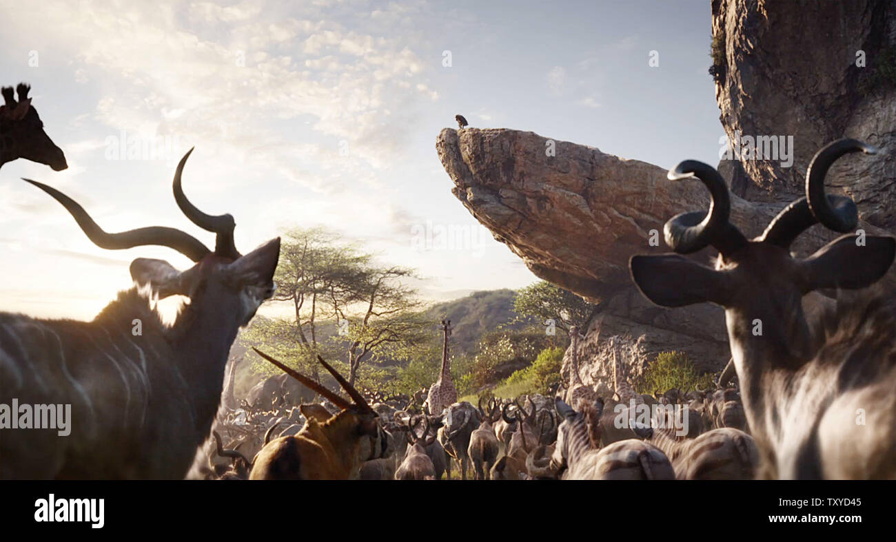 USA. A scene from the ©Walt Disney Studios new movie : The Lion King ...