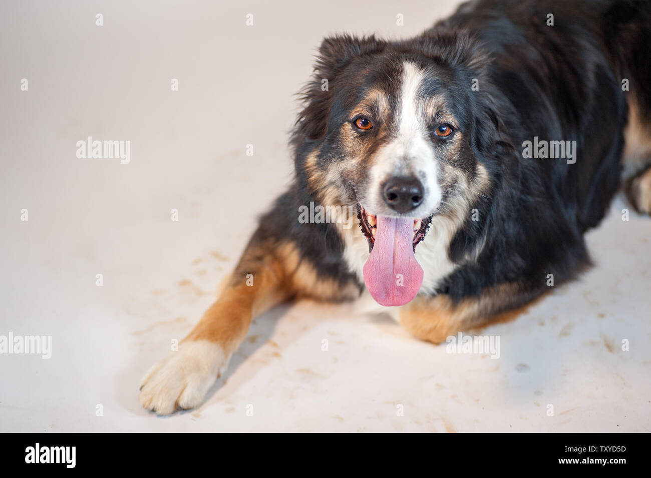 Adult Border Collie laying down on a white backdrop that has mud on it from his feet. Stock Photo
