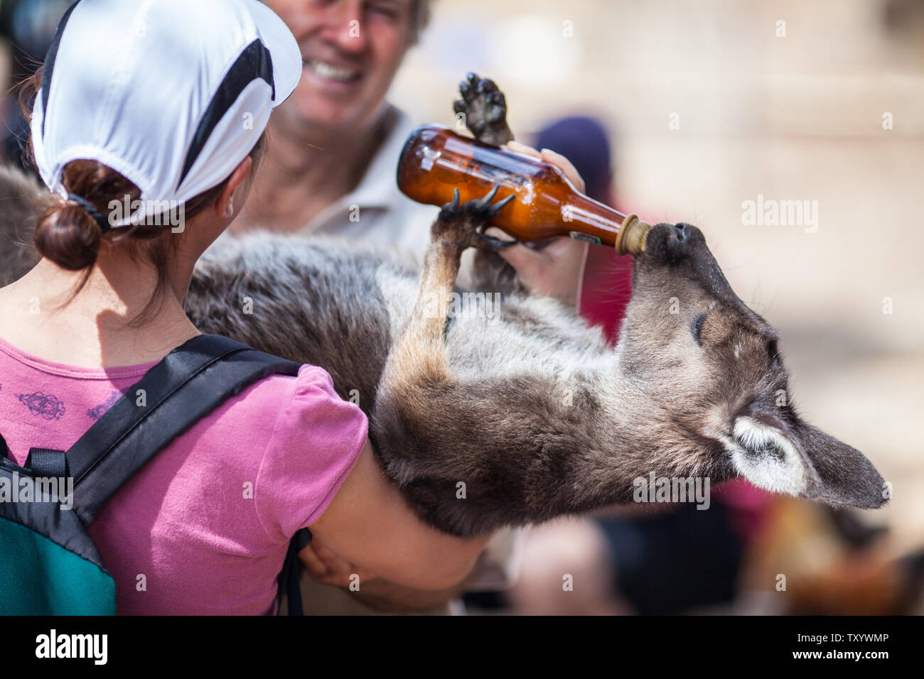 Woman holding on her hands kangaroo and feeding it Stock Photo