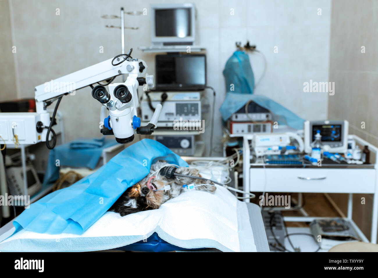 Sterile operating room in a veterinary clinic. Preparing for the operation of the dog. The ophthalmologist operates on the eye of the dog. The dog is Stock Photo