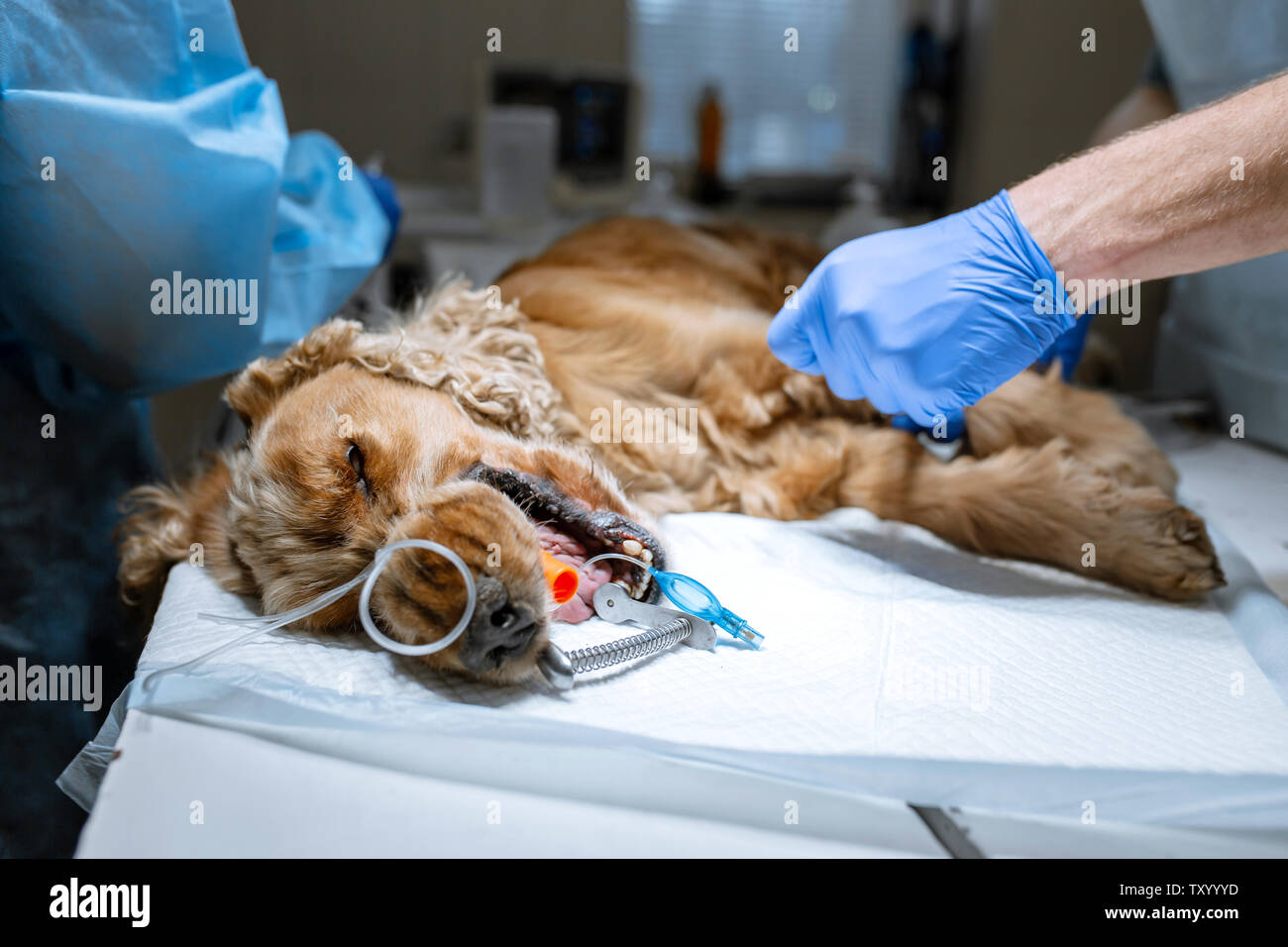 A vet surgeon brushes his dog's teeth under anesthesia on the operating