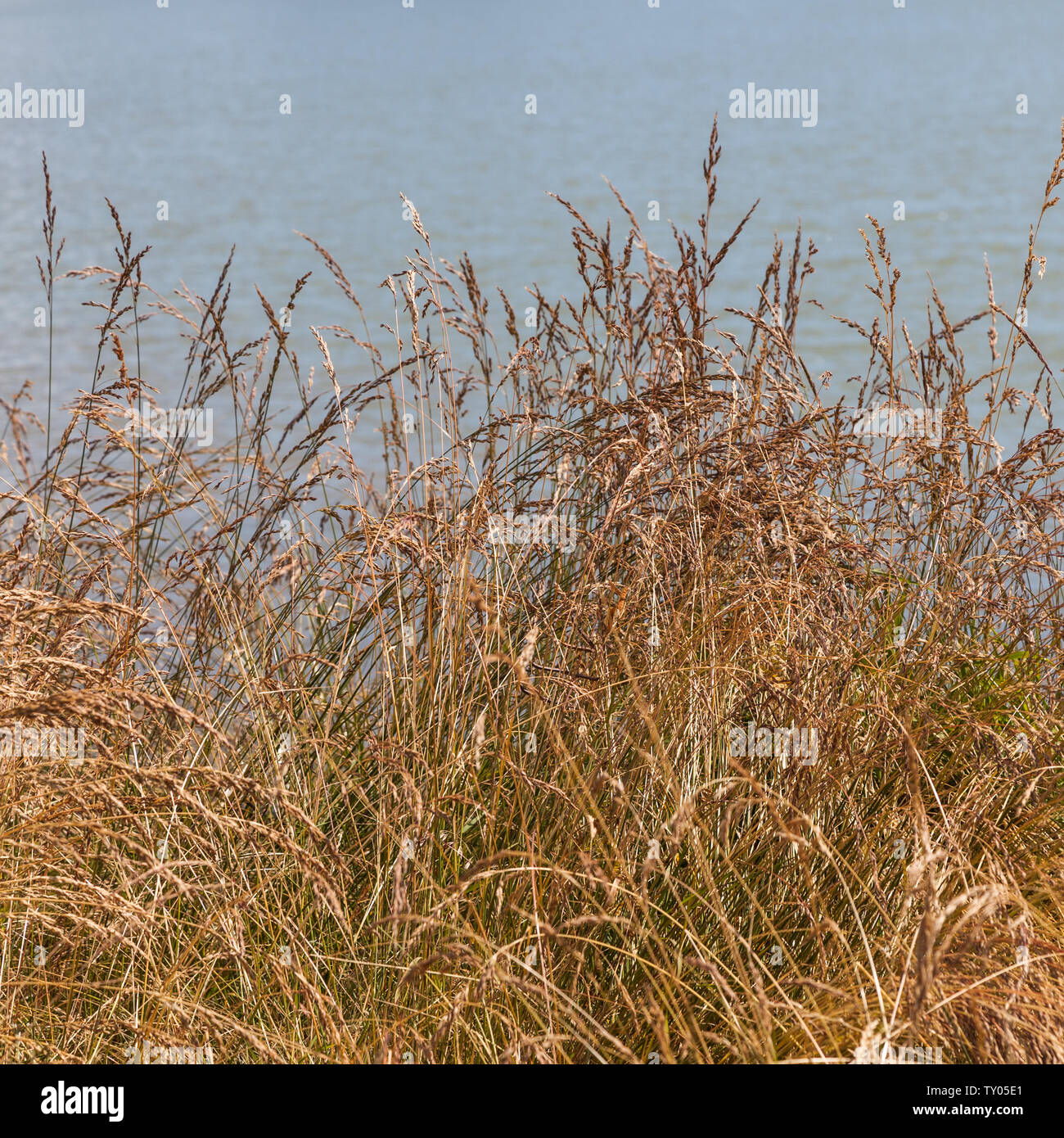 Dry grass growing along a riverbank in Steveston British Columbia Stock Photo