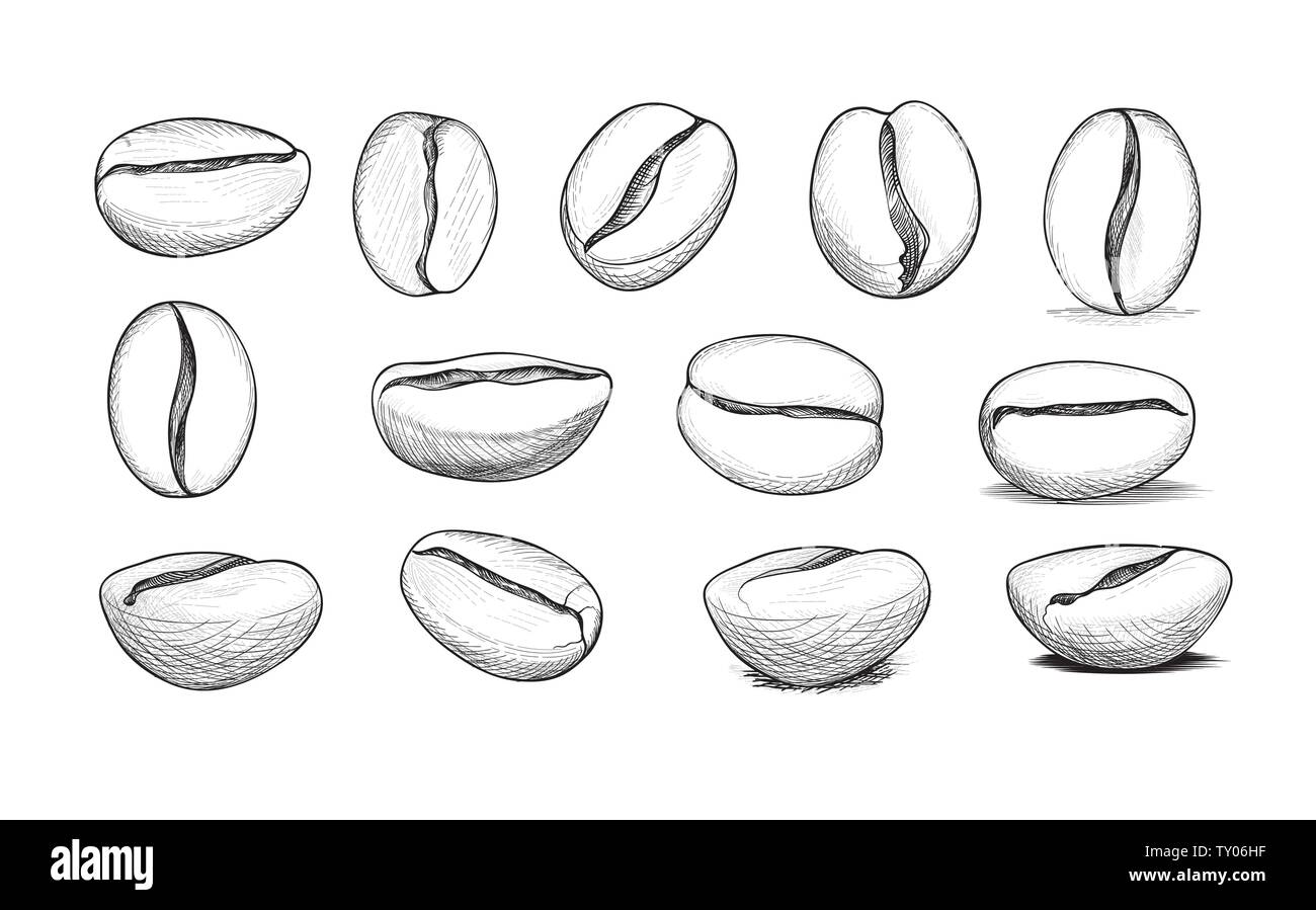 Line Drawing Beans Hand Drawn Illustration PNG Image Free Download And  Clipart Image For Free Download  Lovepik  611748361