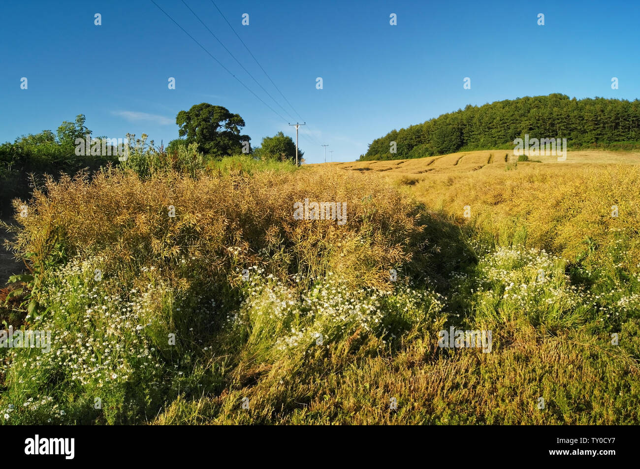 Somerset landscape hill uk hires stock photography and images Alamy