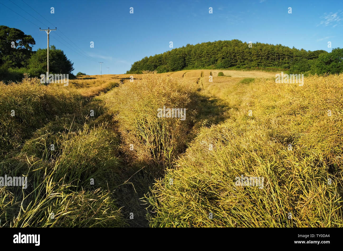 Somerset landscape hill uk hires stock photography and images Alamy