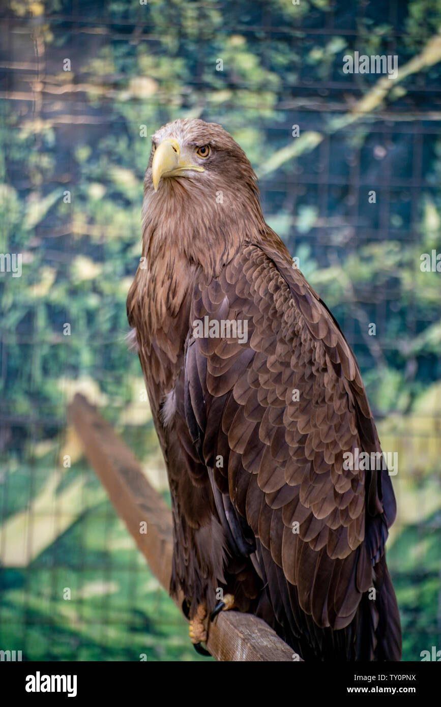 portrait of wild dangerous strong eagle sit on a branch wildlife