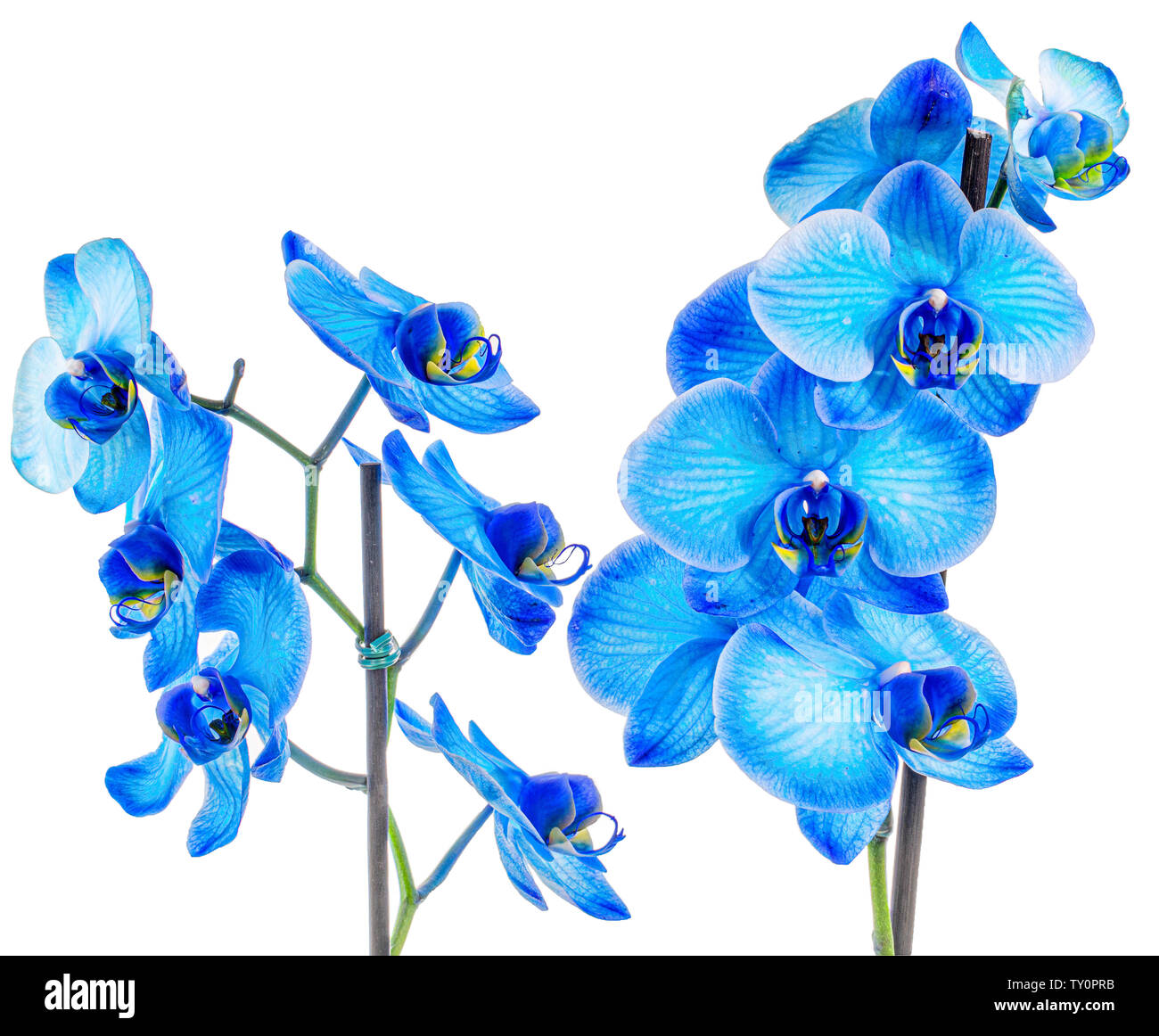 Beautiful Blue inked Orchid full frame closeup macro Stock Photo