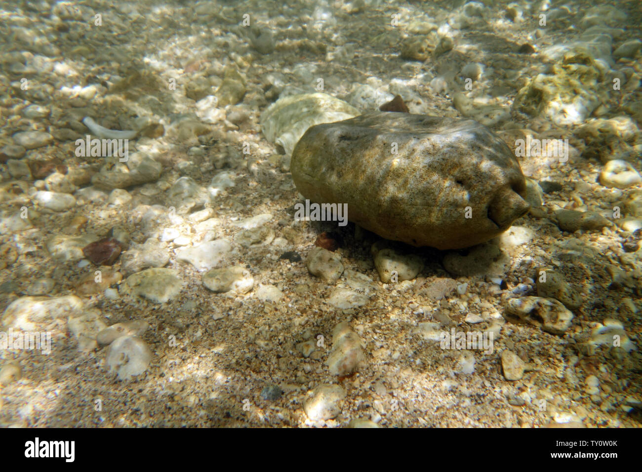 Discarded US Army canteen from WWII found underwater, Top Rock, Saama, Efate, Vanuatu Stock Photo