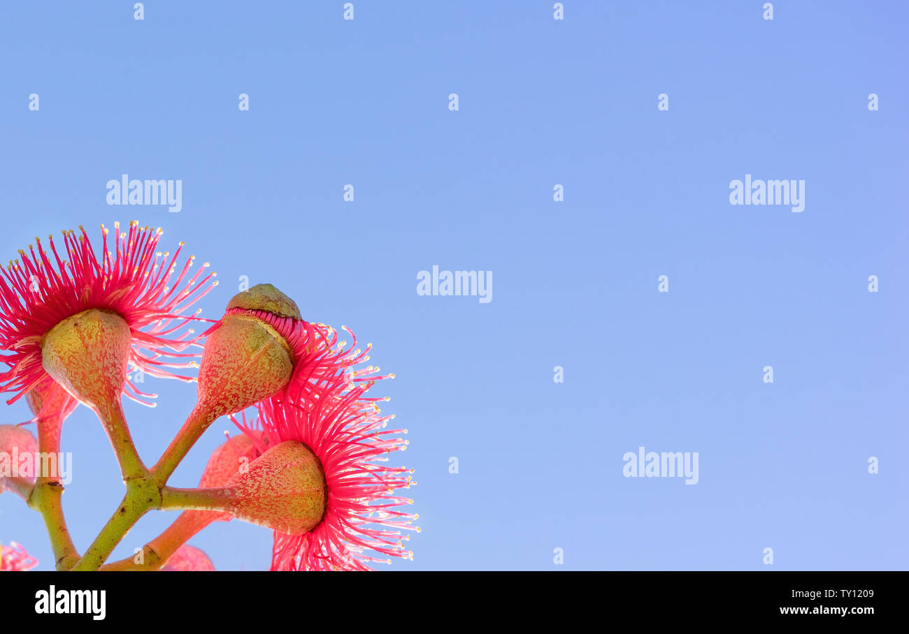 Australian red flower with blue sky backgound copy space for greeting card Stock Photo