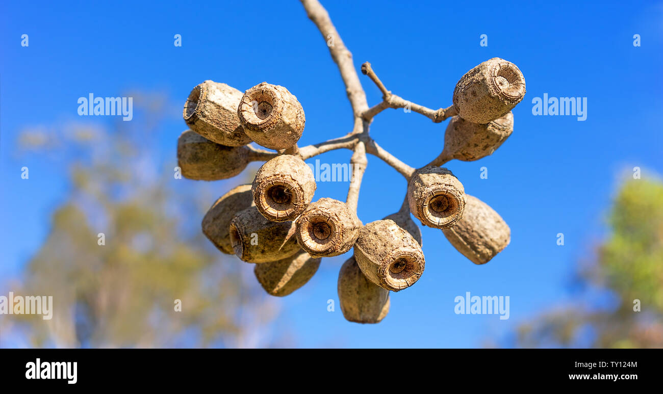 Large Eucalyptus gum nuts of Corymbia ptychocarpa (phytocarpa) Australian Swamp Bloodwood Stock Photo