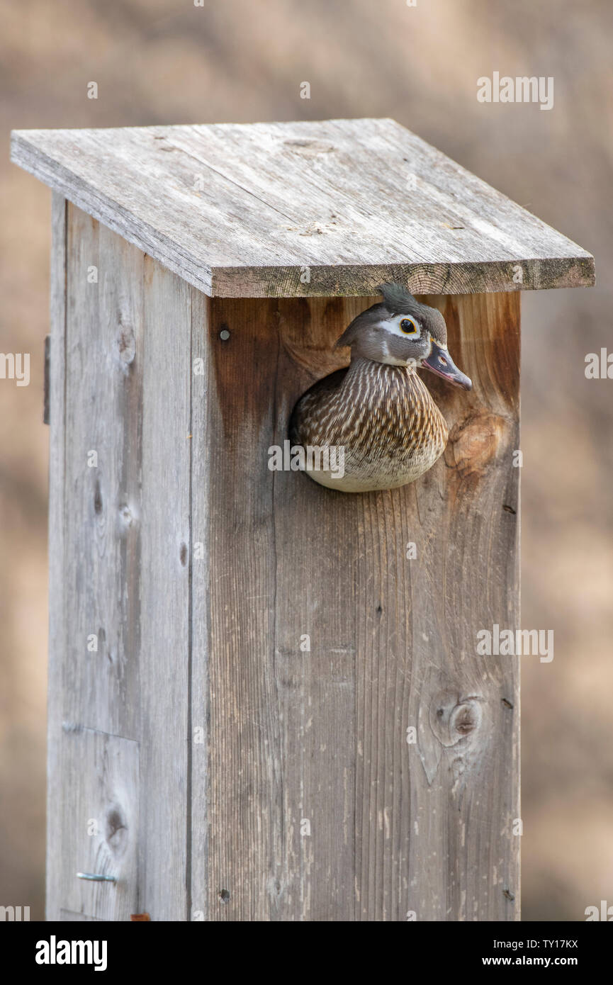 Wood Ducks (Aix sponsa) and Wood Duck nesting box, E North America, by Dominique Braud/Dembinsky Photo Assoc Stock Photo