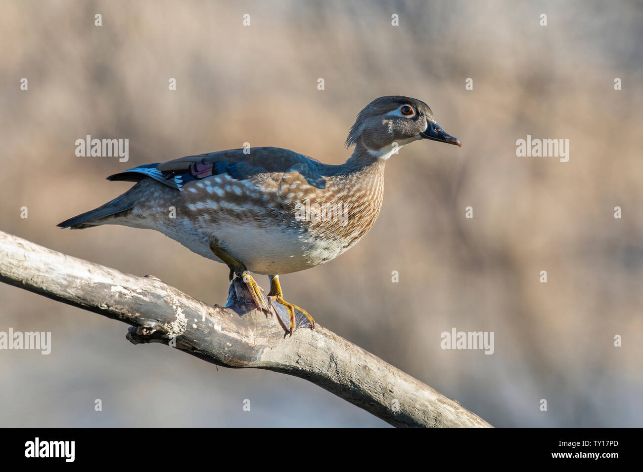 Wood Duck hen (Aix sponsa), perched on branch, E North America, by Dominique Braud/Dembinsky Photo Assoc Stock Photo