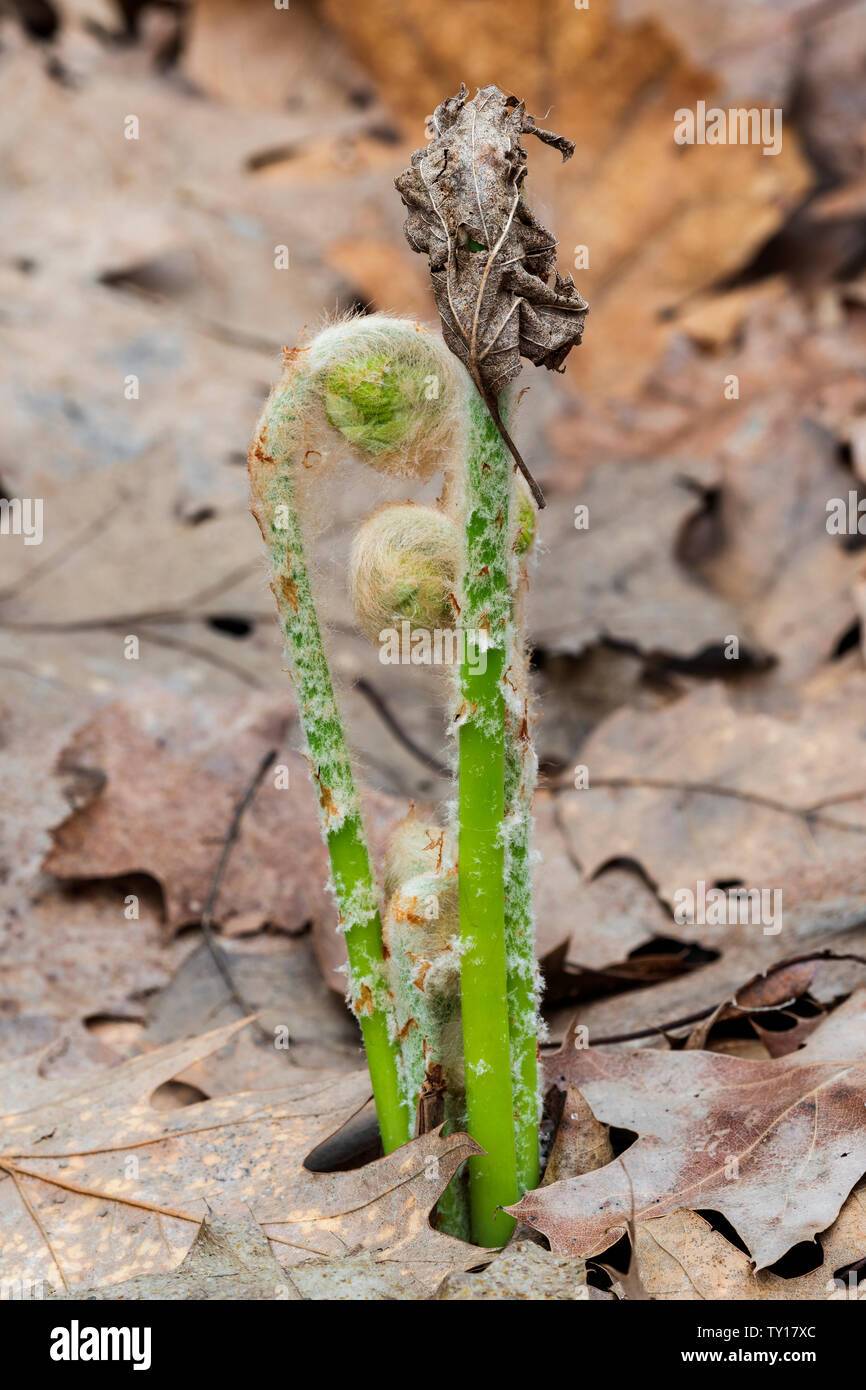 Cinnamon fern (Osmundastrum cinnamomeum) fronds (or fiddleheads) unfurling, early Spring, E. USA, by Dominique Braud/Dembinsky Photo Assoc Stock Photo