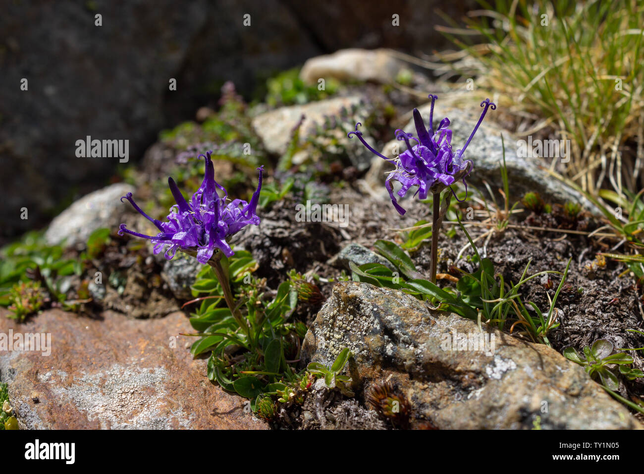 Alpine flower, Phyteuma hemisphaericum (Globe Headed Rampion). Aosta valley, Italian alps. Stock Photo